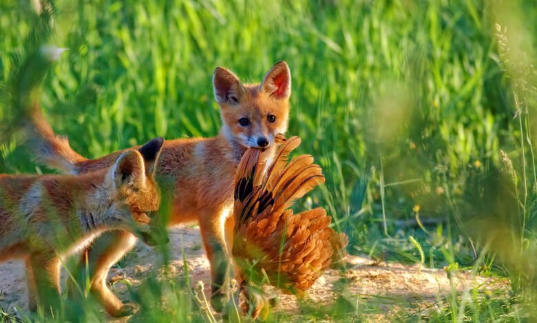 В Гродно заметили лису с курицей