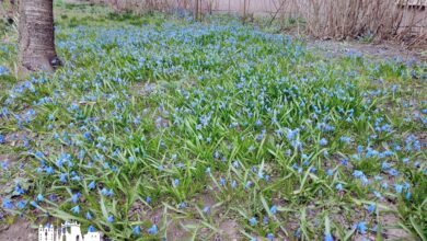 Во дворе в центре Гродно зацвели подснежники