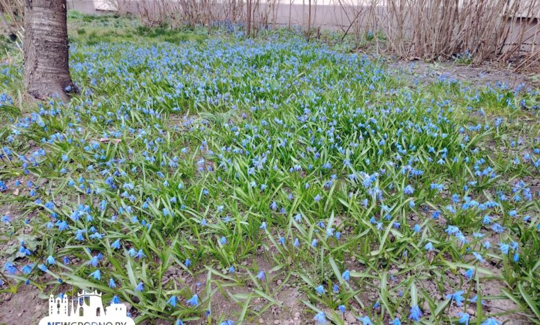 Во дворе в центре Гродно зацвели подснежники