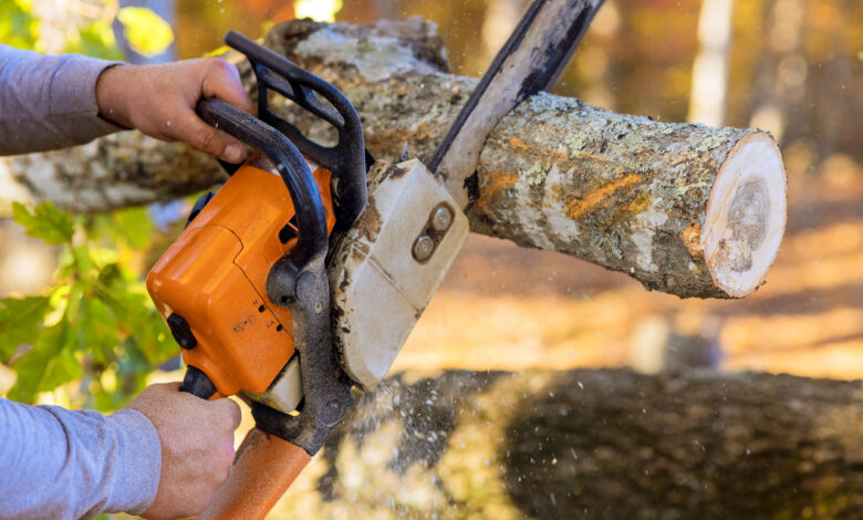 Срубил дерево без спроса?