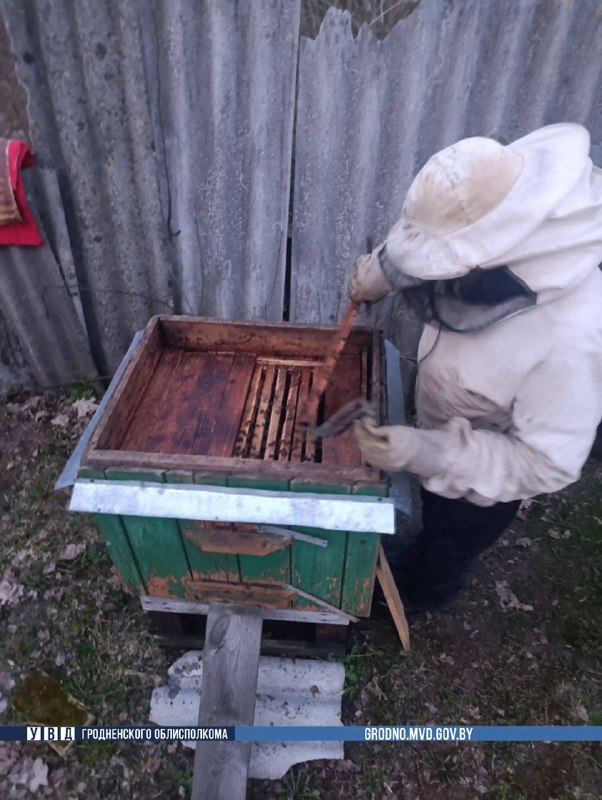 Пчелиный детектив в Гродненской