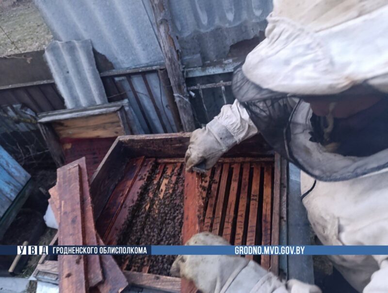 Пчелиный детектив в Гродненской