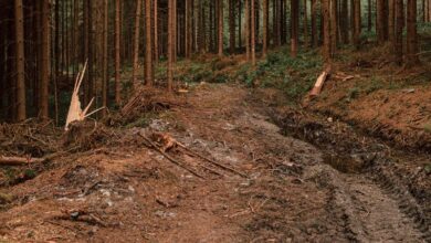 в Минлесхозе