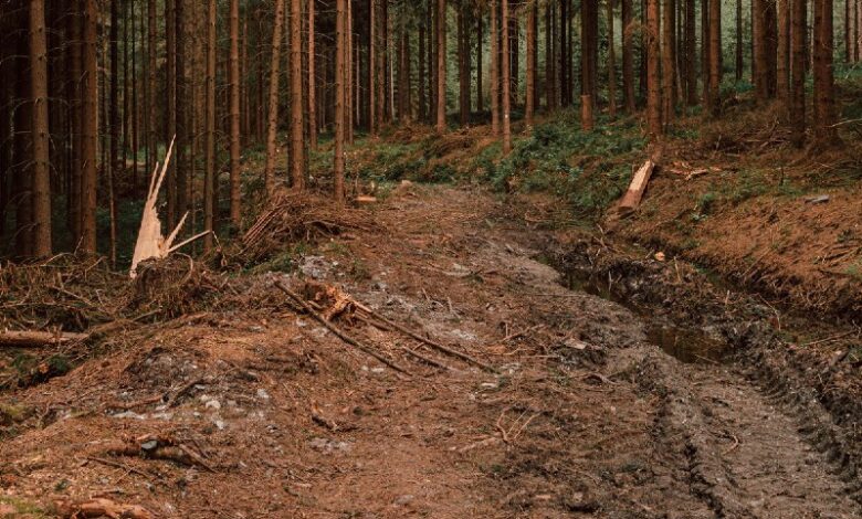 в Минлесхозе