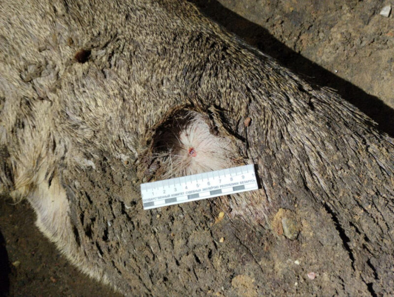 В Беларуси задержаны браконьеры: