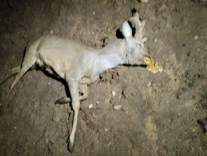 В Беларуси задержаны браконьеры: