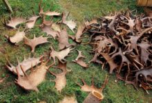 в Россию пытались