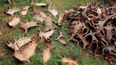 в Россию пытались