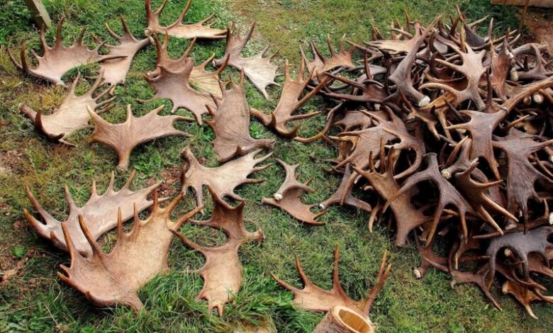 в Россию пытались