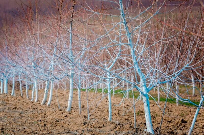 Выходные - время для сада: средство