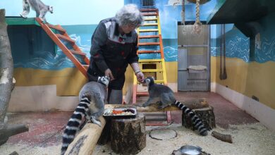 как и чем кормят