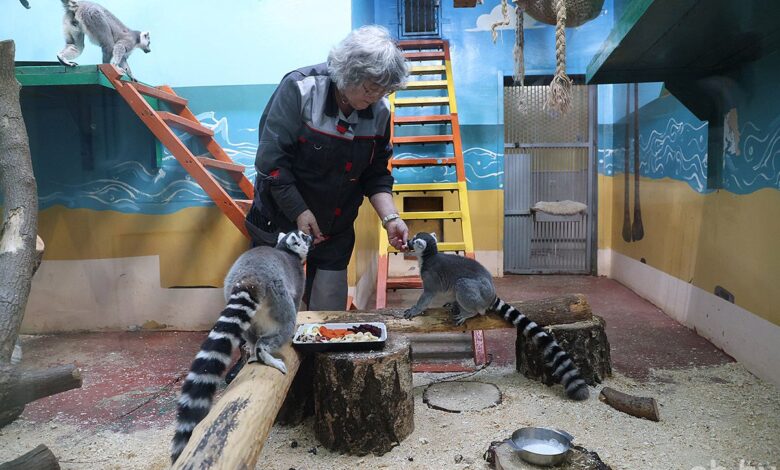 как и чем кормят