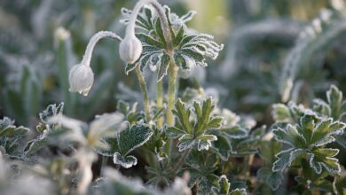 Синоптик Рябов: заморозки