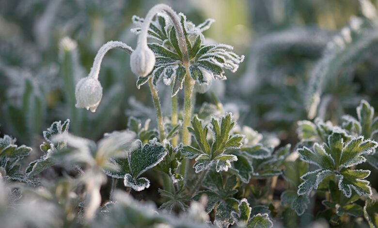 Синоптик Рябов: заморозки