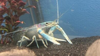 Креветочная ферма в Беларуси разводит