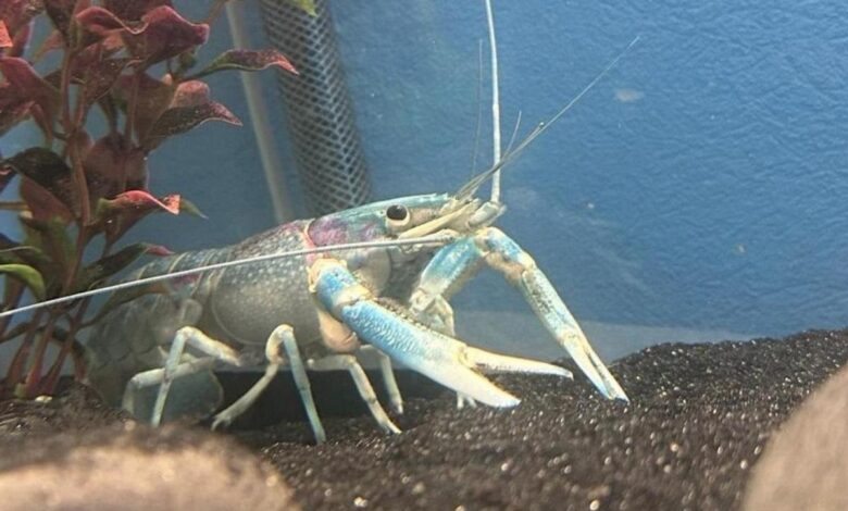 Креветочная ферма в Беларуси разводит