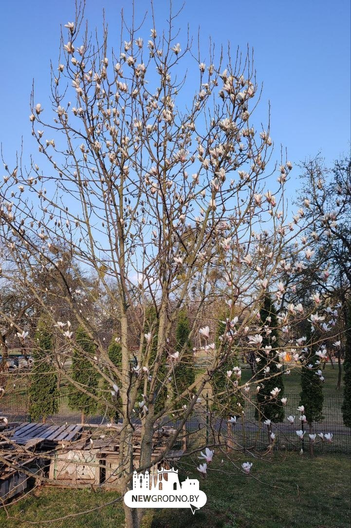 В Гродно зацвела магнолия