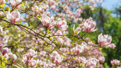 В Гродно зацвела магнолия