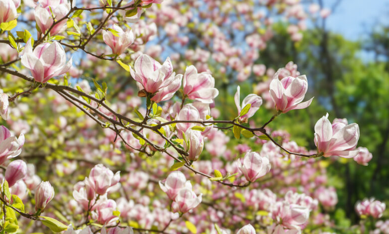 В Гродно зацвела магнолия