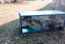 В Новогрудском районе