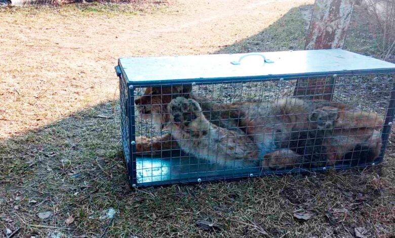 В Новогрудском районе