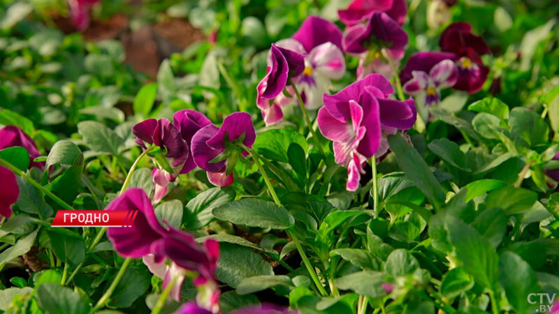 Город счастливых людей: Гродно