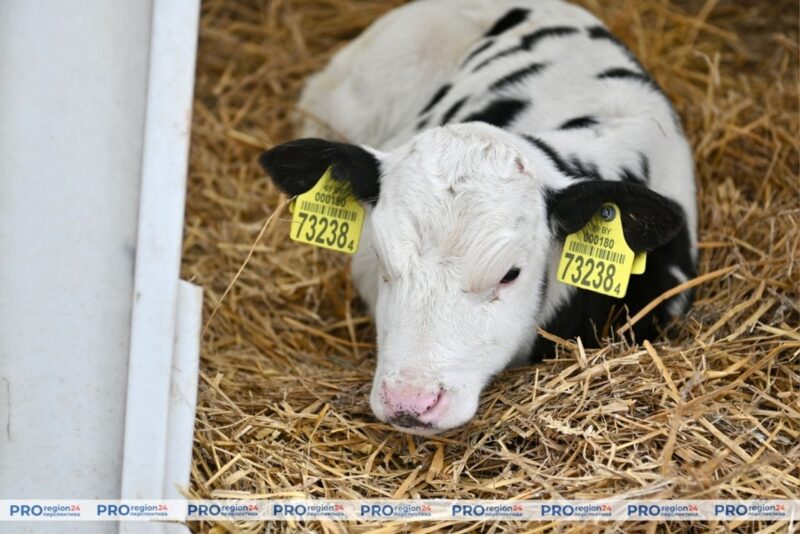 В СПК «Гожа» придумали бокс-тележку
