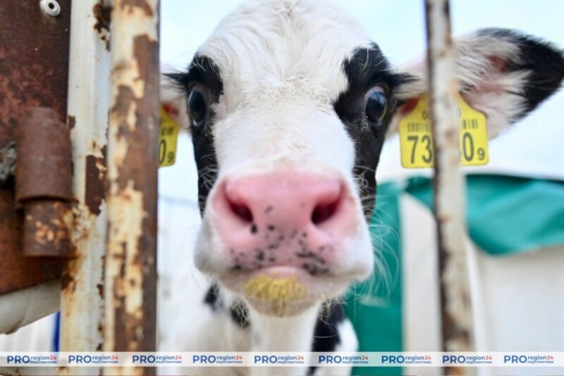 В СПК «Гожа» придумали бокс-тележку