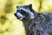 На кого в Беларуси