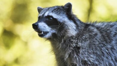 На кого в Беларуси