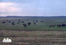 На трассе Минск-Гродно снова