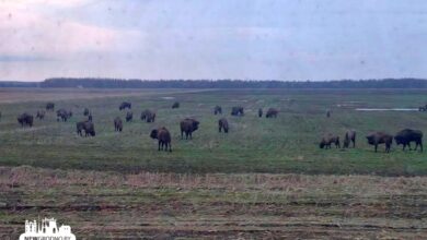На трассе Минск-Гродно снова