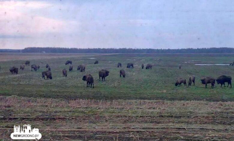 На трассе Минск-Гродно снова
