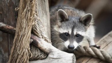 У Есении теперь есть