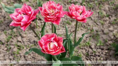 коммунальщики призывают отказаться