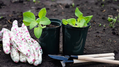 Что смотрят и покупают дачники
