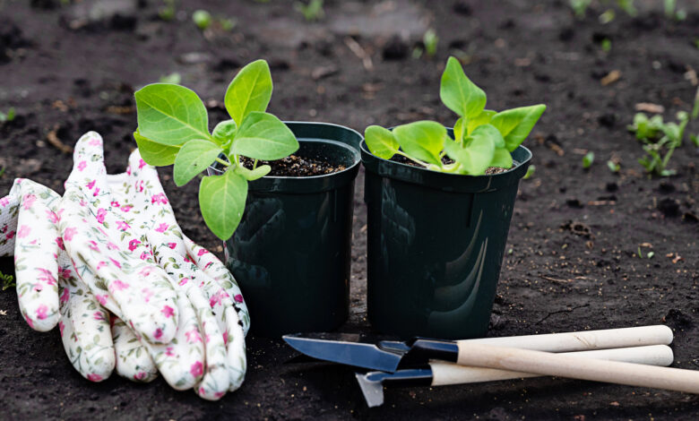 Что смотрят и покупают дачники