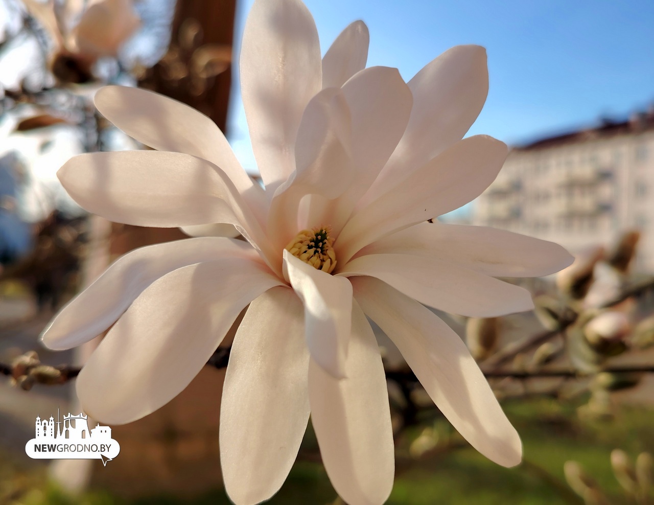 Нашли в Гродно еще одну локацию с магнолиями
