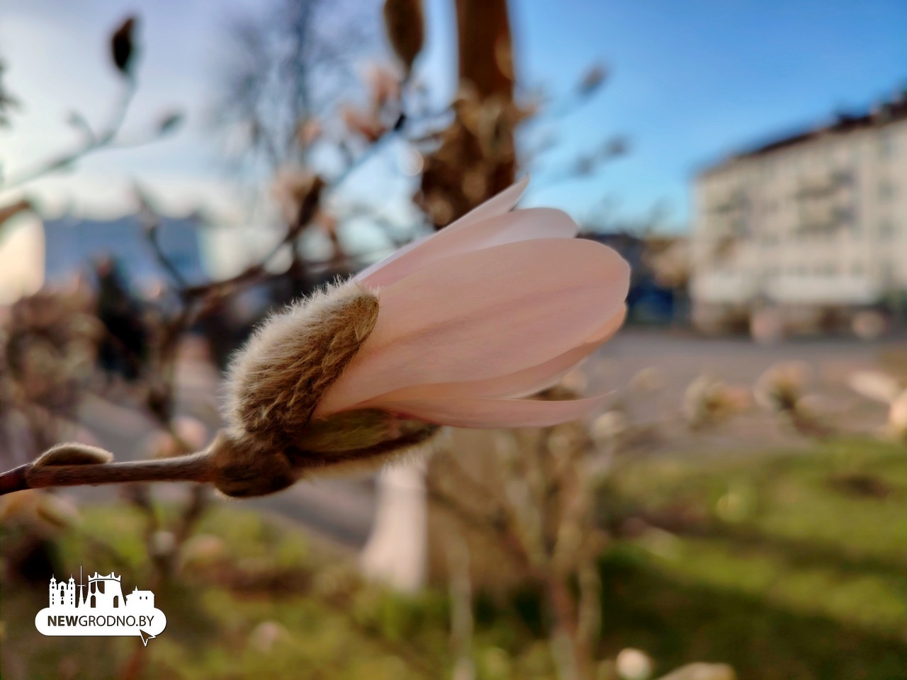 Нашли в Гродно еще одну локацию с магнолиями