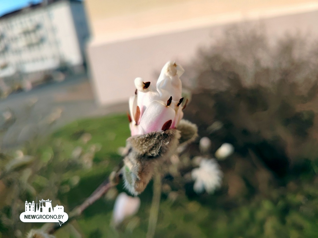 Нашли в Гродно еще одну локацию с магнолиями