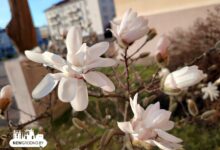 Нашли в Гродно еще одну локацию с магнолиями