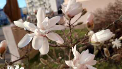 Нашли в Гродно еще одну локацию с магнолиями