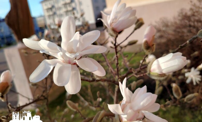Нашли в Гродно еще одну локацию с магнолиями