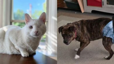 22 трогательных кадра