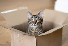 Мужчину осудили за жестокость: