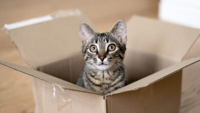 Мужчину осудили за жестокость: