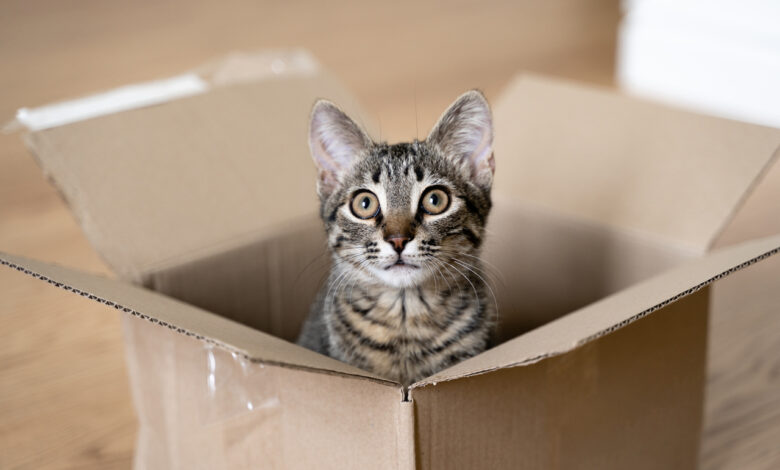 Мужчину осудили за жестокость: