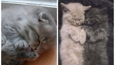 20 невероятно пушистых котов