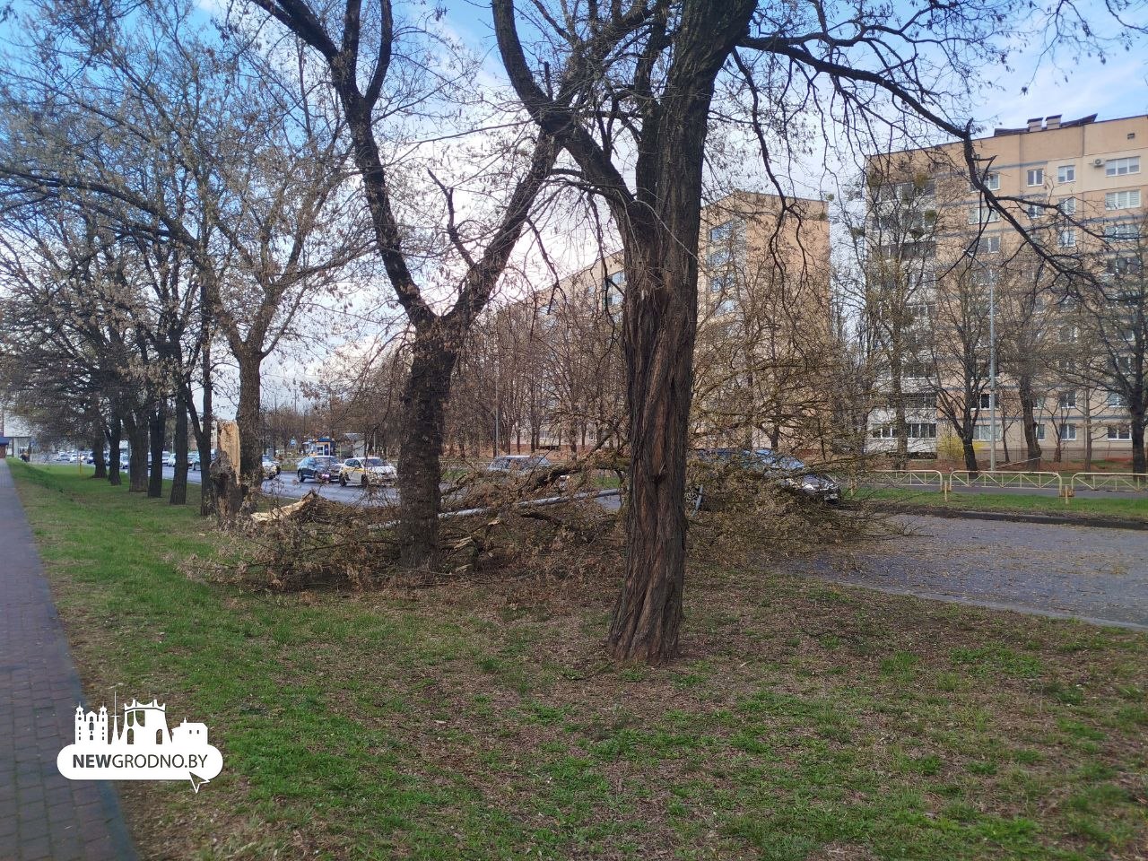 В Гродно шквалистый ветер обрушил дерево на дорогу