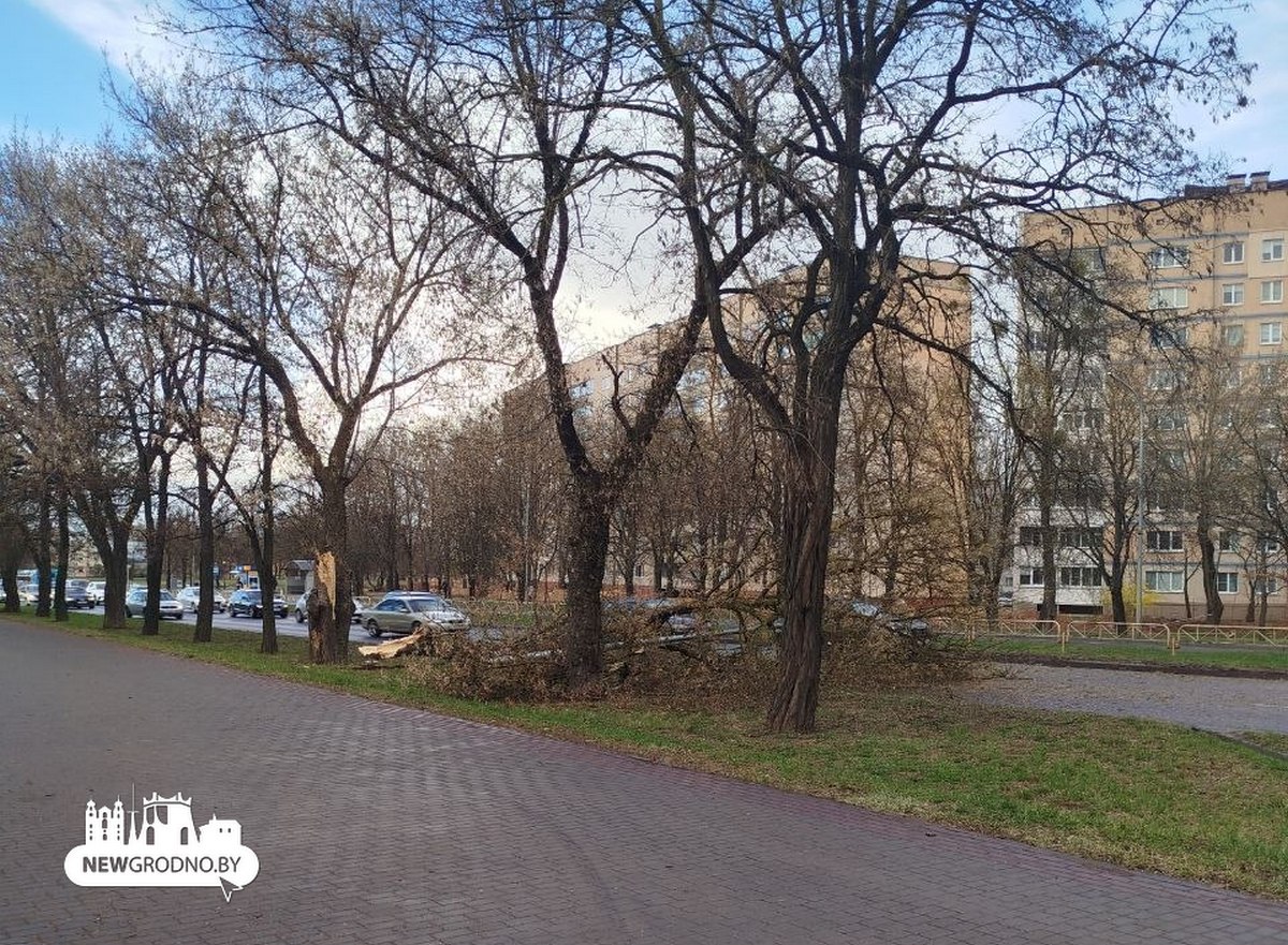 В Гродно шквалистый ветер обрушил дерево на дорогу